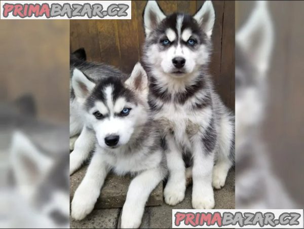 Štěňata Sibiřský Husky