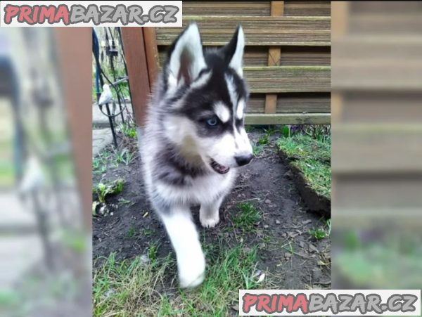 Štěňata Sibiřský Husky Štěňata Sibiřský Husky