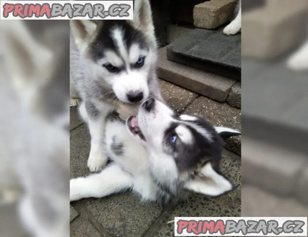 Štěňata Sibiřský Husky Štěňata Sibiřský Husky