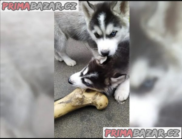 Štěňata Sibiřský Husky Štěňata Sibiřský Husky