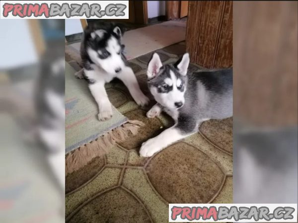 Štěňata Sibiřský Husky Štěňata Sibiřský Husky