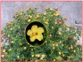 Mirabilis Jalapa Nocenka žlutá - semena