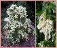 Pieris Japonica - semena