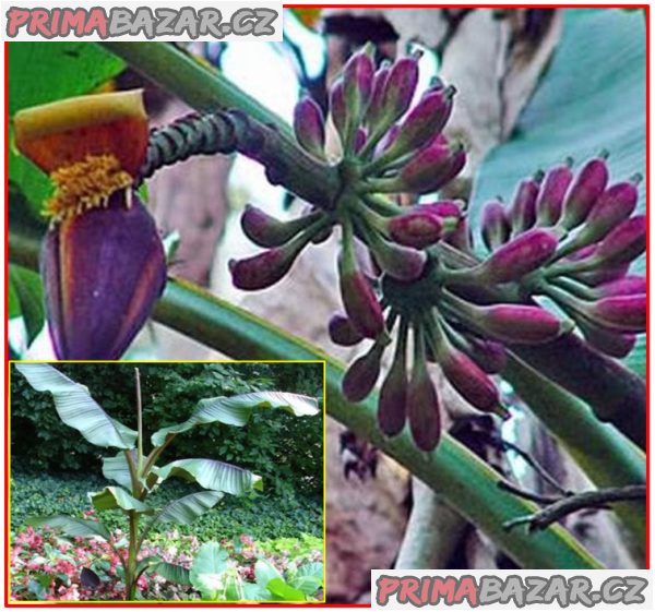 Banánovník Musa itinerans - Burmese blue - semena