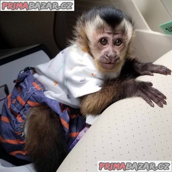 Zdravá mláďata kapucínských opic na prodej