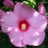 Hibiscus Moscheutos mix barev - semena