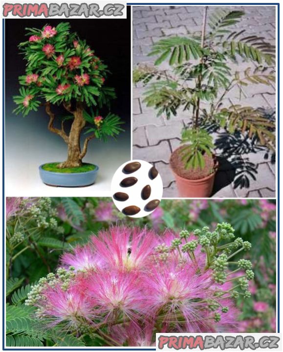 Sazenice Albizia Julibrisin - Mrazuvzdorná Mimóza