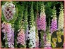 Digitalis Grandiflora - Náprstník směs barev - semena