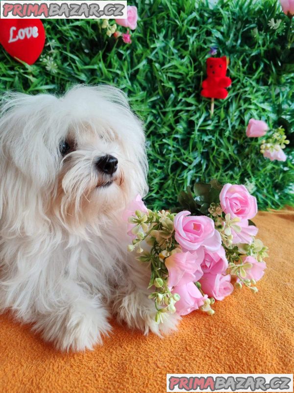 Offer four beautiful female Maltese