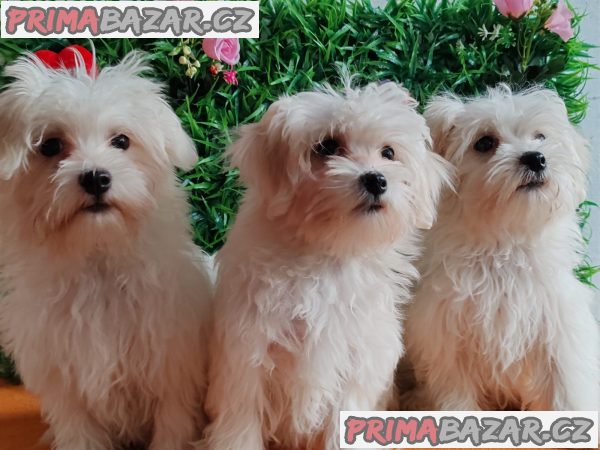 Offer four beautiful female Maltese Offer four beautiful female Maltese