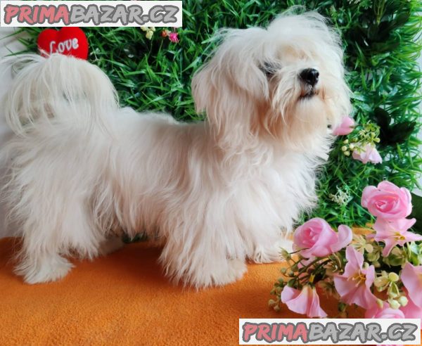 Offer four beautiful female Maltese Offer four beautiful female Maltese