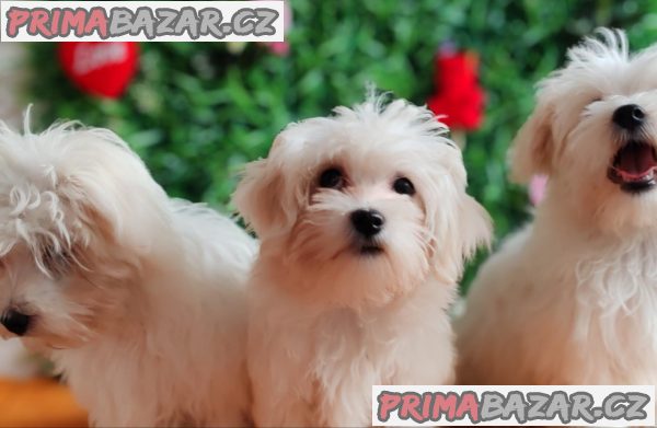 Offer four beautiful female Maltese Offer four beautiful female Maltese
