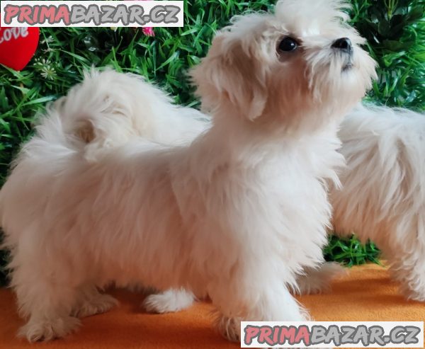 Offer four beautiful female Maltese Offer four beautiful female Maltese