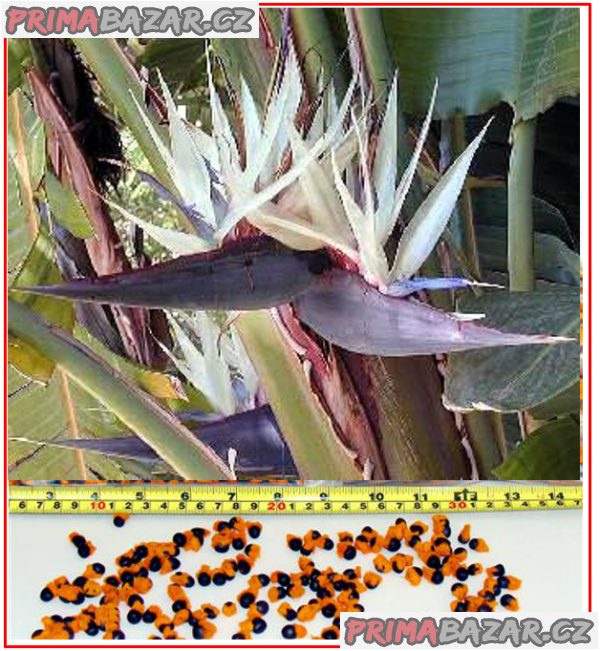 Bílá Strelitzia Nicolai - semema