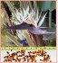 Bílá Strelitzia Nicolai - semema