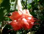 řízek Brugmansia Angels Exotic