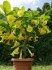 řízek Brugmansia Goldface