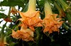 Řízek Brugmansia Angels Amber Queen