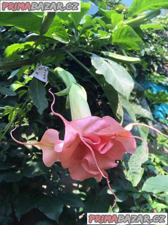Řízek Brugmansia Angels Lady