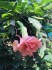 Řízek Brugmansia Angels Lady