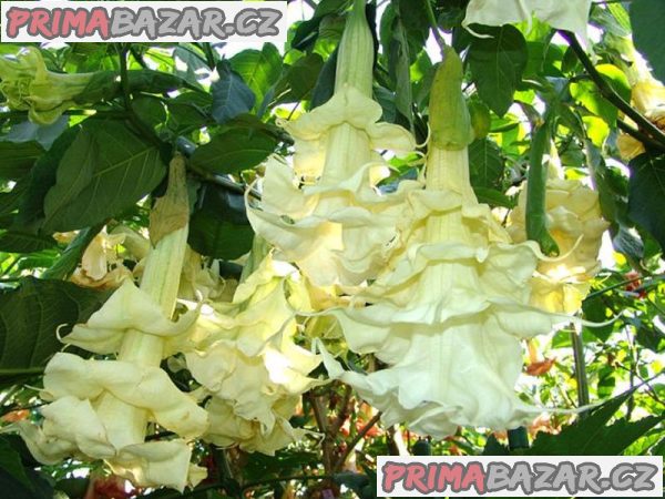 Řízek Brugmansia Angels Sunbeam