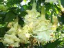 Řízek Brugmansia Angels Sunbeam