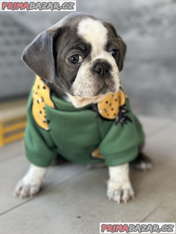 Exotic Pug