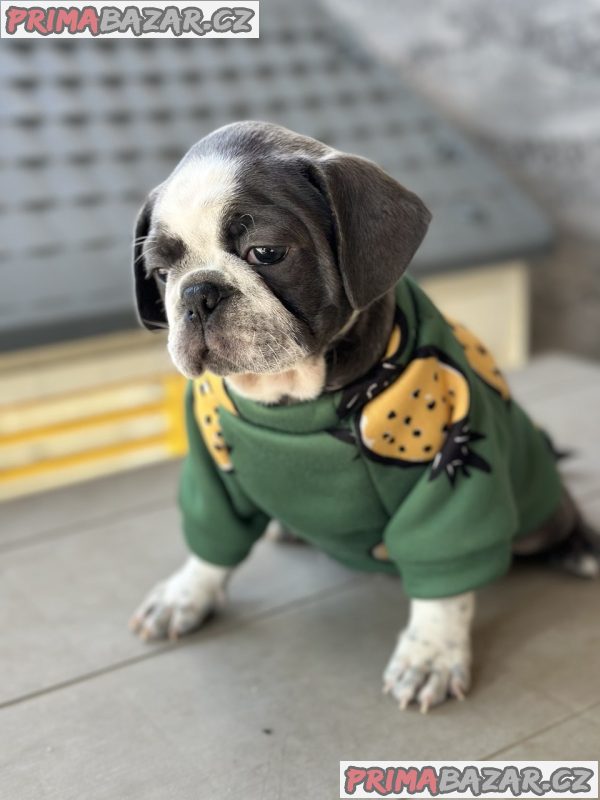Exotic Pug Exotic Pug