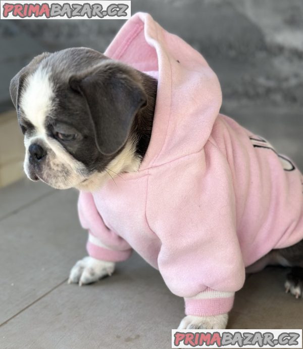 Exotic Pug Exotic Pug