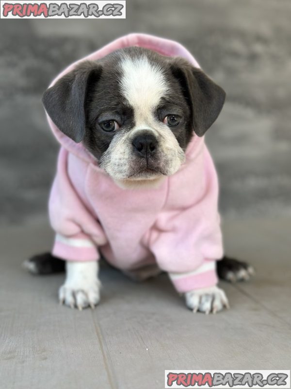 Exotic Pug Exotic Pug