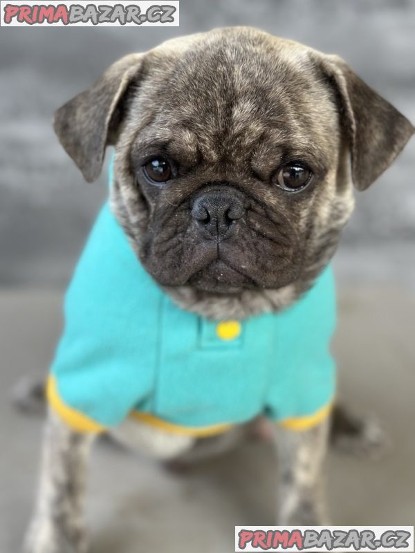 Exotic Pug Exotic Pug