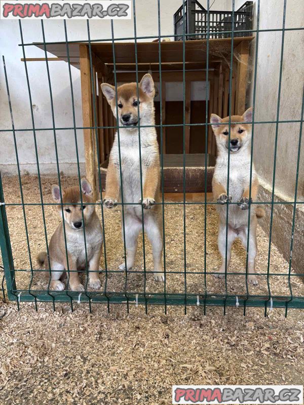 Shiba inu puppies from top parents