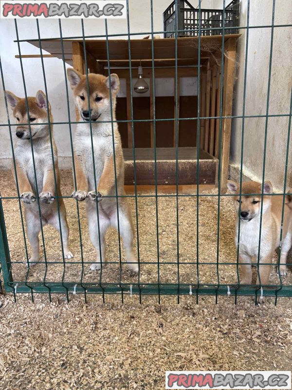 Shiba inu puppies from top parents Shiba inu puppies from top parents