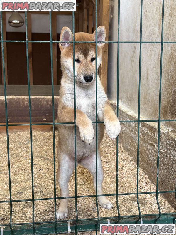 Shiba inu puppies from top parents Shiba inu puppies from top parents