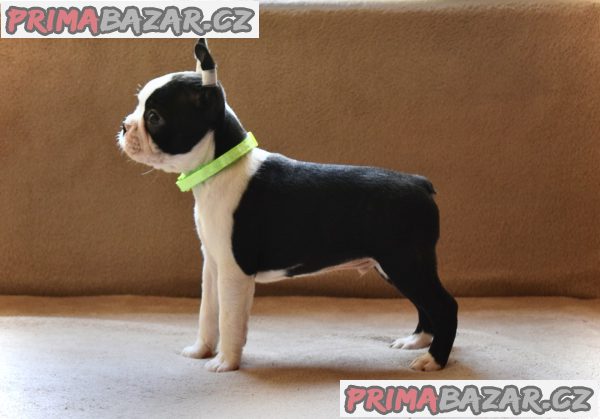 Boston terrier puppies