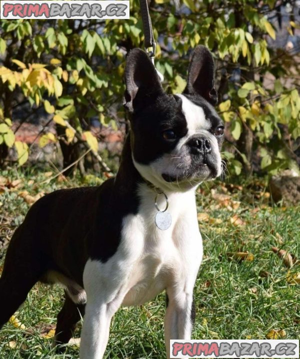 Boston terrier puppies