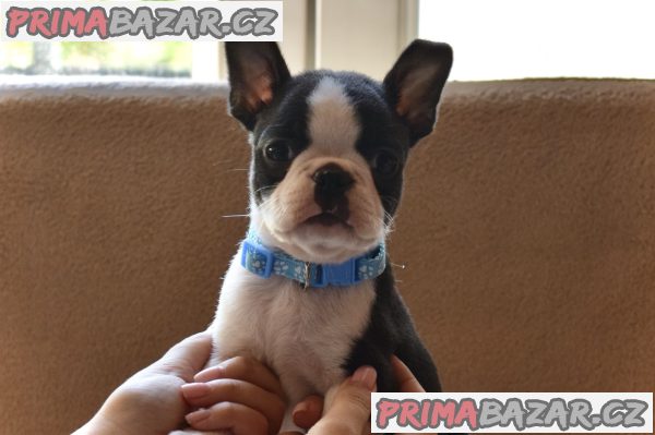 Boston terrier puppies