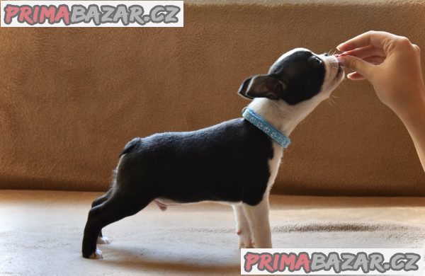 Boston terrier puppies