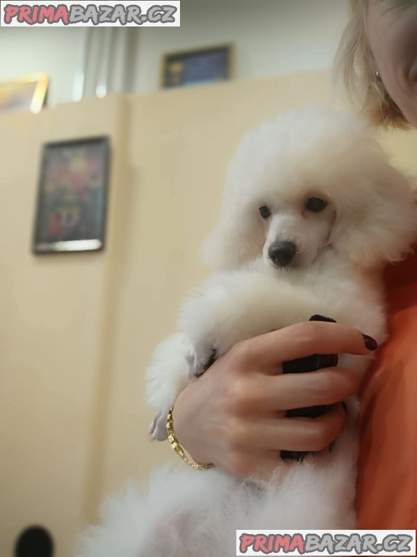 Top poodle puppies