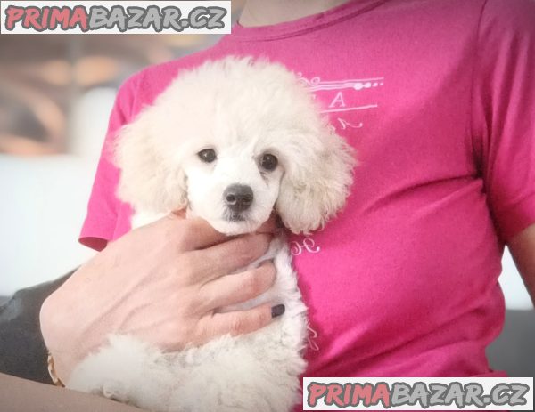 Top poodle puppies