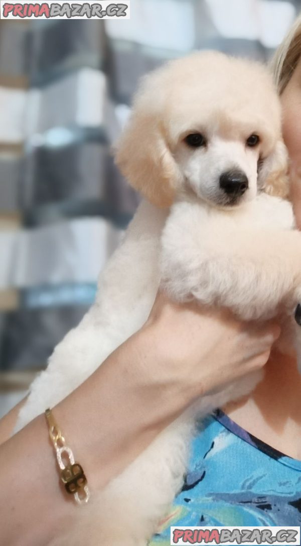 Top poodle puppies