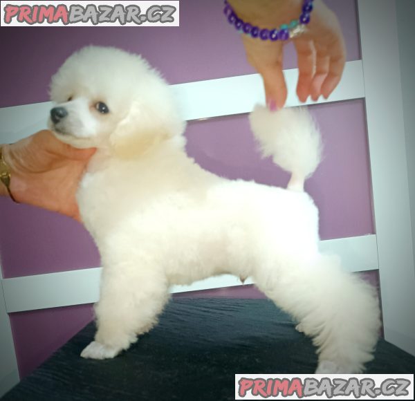 Top poodle puppies