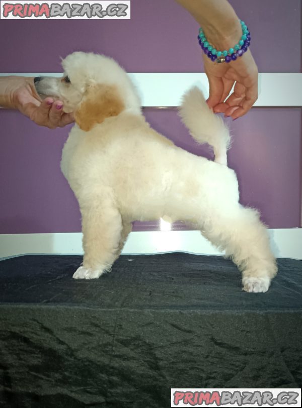 Top poodle puppies