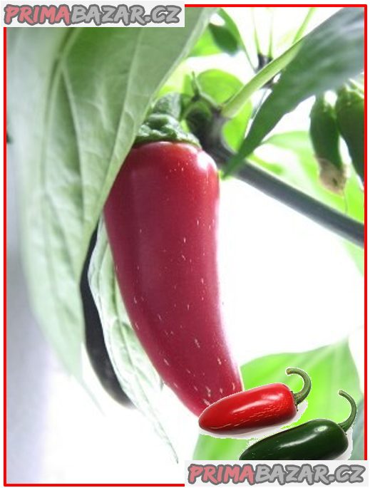 Chilli Jalapeňo Mild - semena