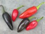 Chilli Jalapeňo Purple - semena