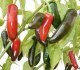 Chilli Jalapeňo Tam Vera Cruz - semena