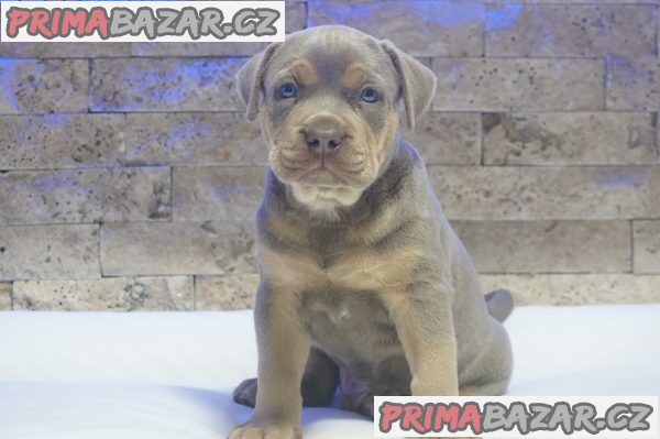 Pitbull Lilac Tricolor puppy