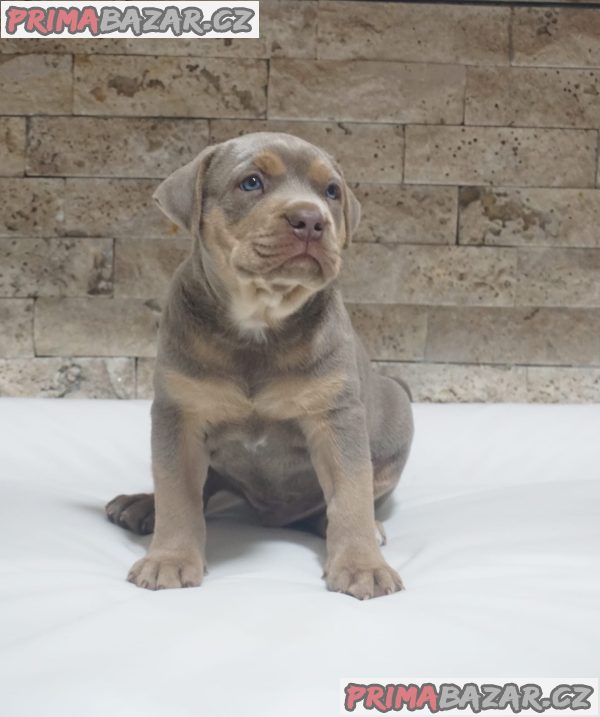 Pitbull Lilac Tricolor puppy