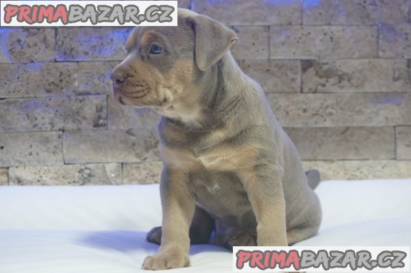 Pitbull Lilac Tricolor puppy