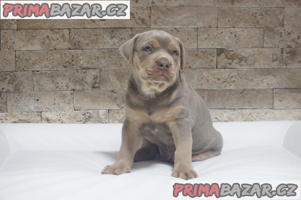 Pitbull Lilac Tricolor puppy